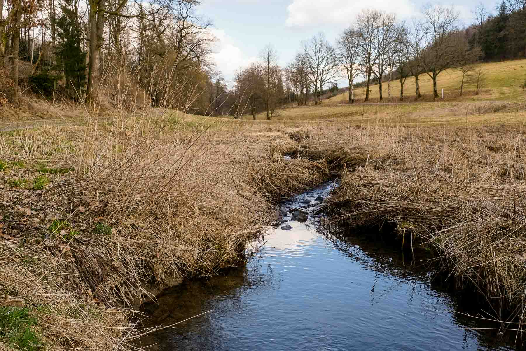 Der Bach Halzenbach fließt durch eine kleine Auenlandschaft.