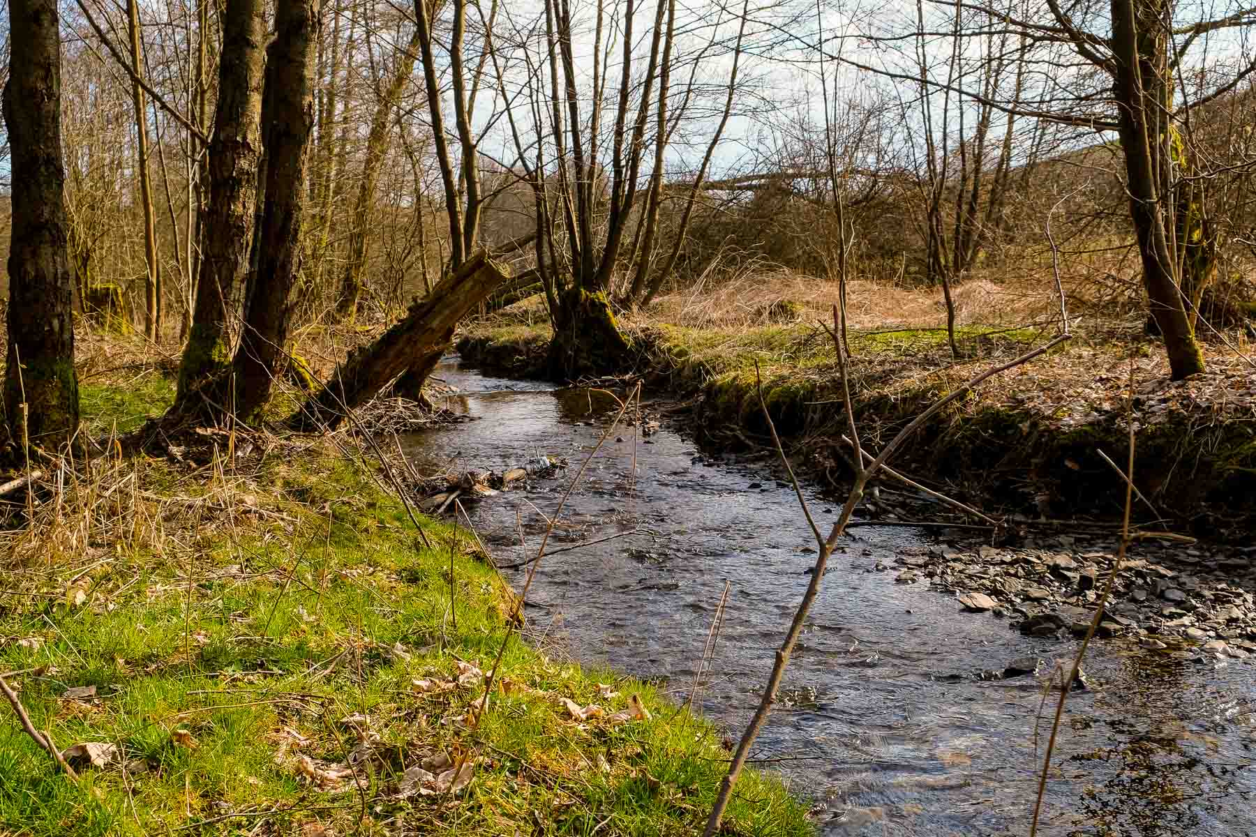 Der Bach Halzenbach fließt durch einen kleinen Auenwald.